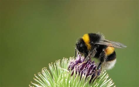 Hommels gezicht en pluizige beharing