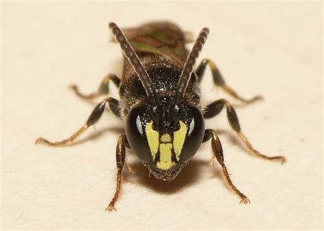 Vrouwelijke gewone maskerbij gezichtstekening