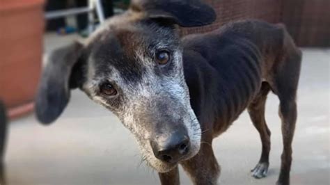 Hond bekijkt blije en verdrietige gezichten