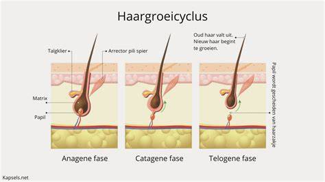 haargroeicyclus met drie fasen