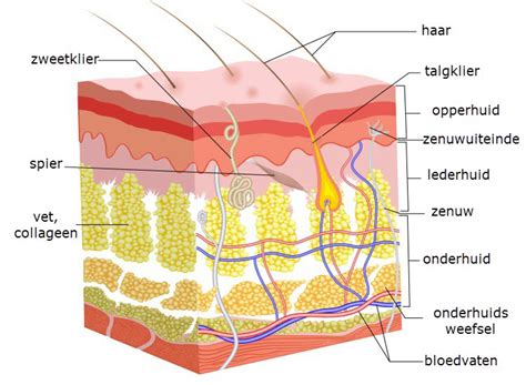 doorsnede huid met dermis en collageen