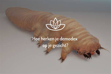 Demodexmijt naast een menselijke porie