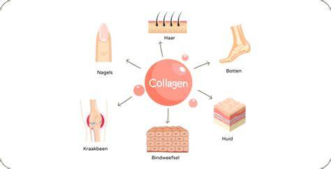 Werking collageen in lichaam schematische illustratie